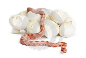 Corn snake hatching, Pantherophis guttatus