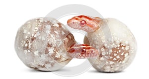 Corn snake hatching, Pantherophis guttatus