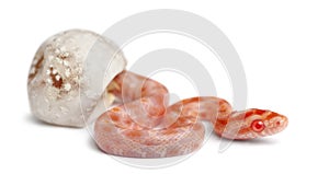 Corn snake hatching, Pantherophis guttatus