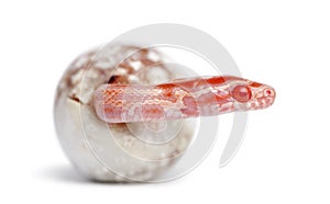 Corn snake hatching, Pantherophis guttatus