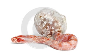 Corn snake hatching, Pantherophis guttatus