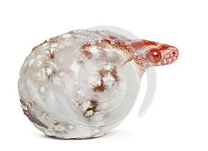 Corn snake hatching on white