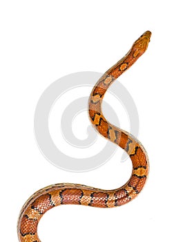 Corn snake isolated