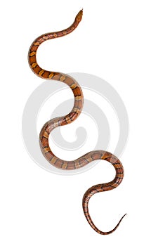 Corn snake isolated