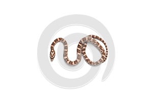 Corn snake isolated on white