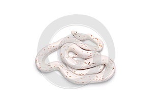 Corn snake isolated on white