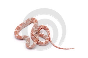 Corn snake isolated on white