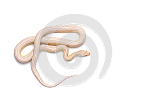 Corn snake isolated on white