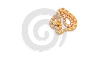 Corn snake isolated on white