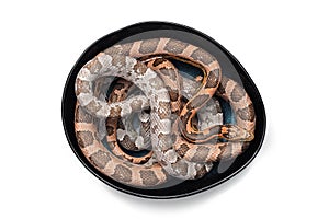 Corn snake isolated on white