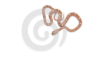 Corn snake isolated on white