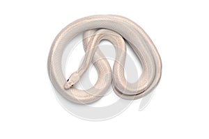 Corn snake isolated on white