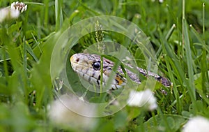 Corn snake looks up with its head from the grass