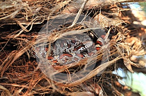 Corn snake in palm tree