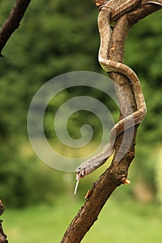 The Corn snake Pantherophis guttatus or Elaphe guttata hanging from the branch