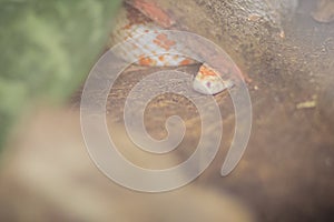 The corn snake (Pantherophis guttatus) is a North American species of rat snake that subdues its small prey by constriction.