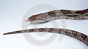 The corn snake Pantheropis guttatus Elaphe guttatus