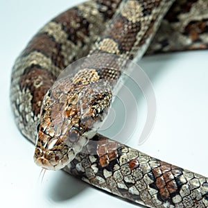 The corn snake Pantheropis guttatus Elaphe guttatus