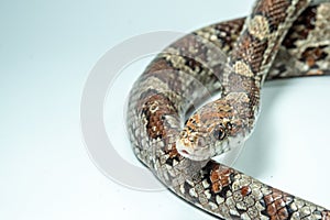 The corn snake Pantheropis guttatus Elaphe guttatus