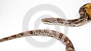 The corn snake Pantheropis guttatus Elaphe guttatus