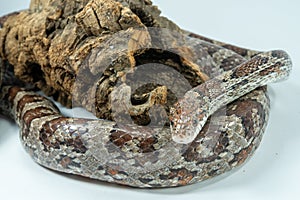 The corn snake Pantheropis guttatus Elaphe guttatus