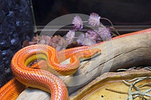 Corn snake. Pink color.