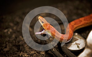 Corn Snake ready to launch an attack