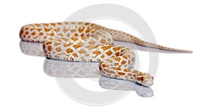 Corn snake, red rat snake, Pantherophis guttattus