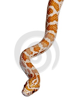 Corn snake or red rat snake, slithering