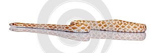 Corn snake or red rat snake, slithering