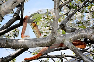 Corn snake on a tree branch