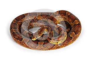 Corn snake on white background