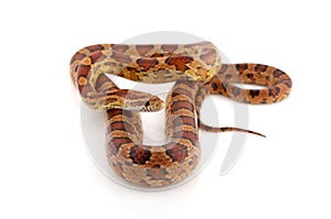 Corn Snake on a white background
