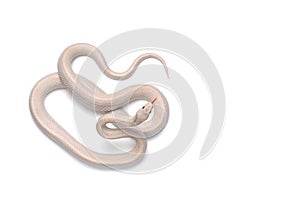 Corn snake on white background