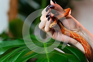 Corn snake wrapped around woman hand