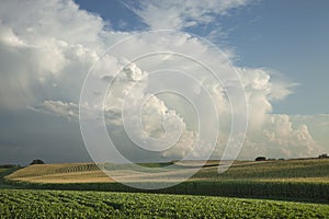 Corn and soybean fields below dramatic clouds