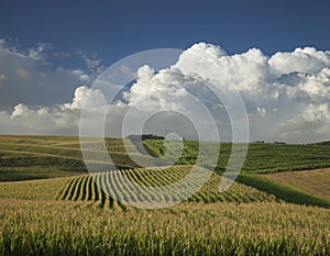 Corn and soybean fields below dramatic clouds in late afternoon