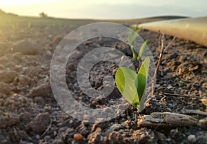Corn and sprinkler irrigation line. Water under pressure from high sprinklers. Cereal. Field of the Iberian Peninsula. Young plant