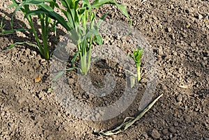 A corn sprout is damaged by a hare