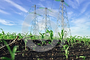 Corn sprout field with high voltage power line on background