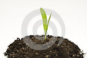 Corn sprout in soil