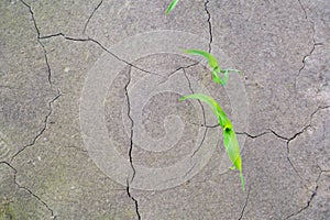 Corn sprout sprouts through a crack in the ground