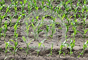 Corn sprout under sunshine