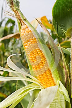Corn on the stalk
