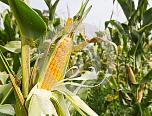 Corn on the stalk