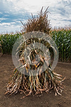 Corn stalk bundle in cultivated maize crop field