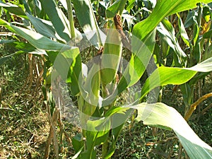 Corn in the stalk at corn field