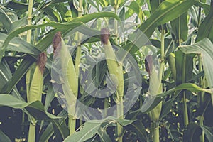 Corn on the stalk.