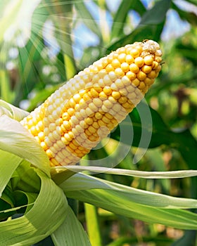 Corn