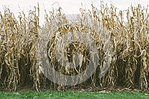 Corn Stalk Field